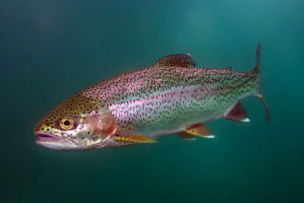 Easy Ways to Visualize How Many Fish Live in the Ocean Easy Ways to Visualize How Many Fish Live in the Ocean