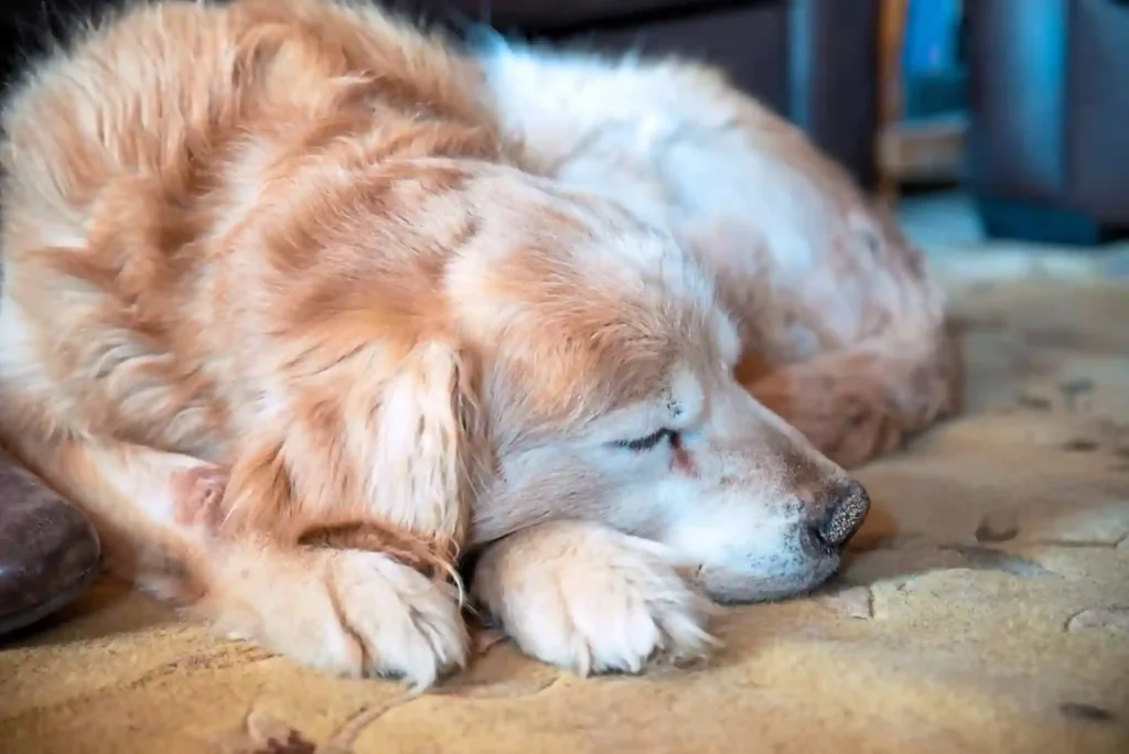 Canine Cognitive Dysfunction (CCD): Managing Dementia and Sleep Cycle Changes in Senior Dogs Canine Cognitive Dysfunction (CCD): Managing Dementia and Sleep Cycle Changes in Senior Dogs