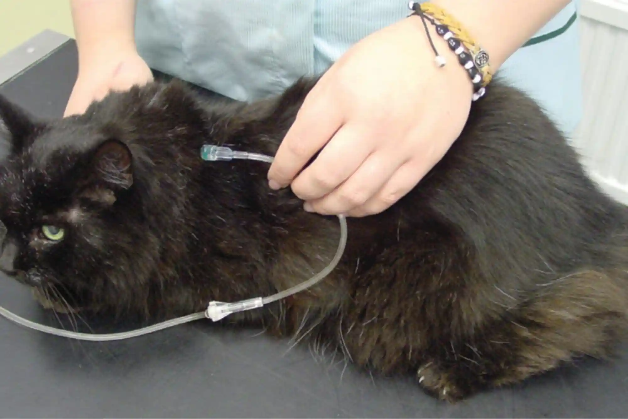 Feline Chronic Kidney Disease (CKD) Stage 3 & 4: Subcutaneous Fluids and Phosphorus Binders