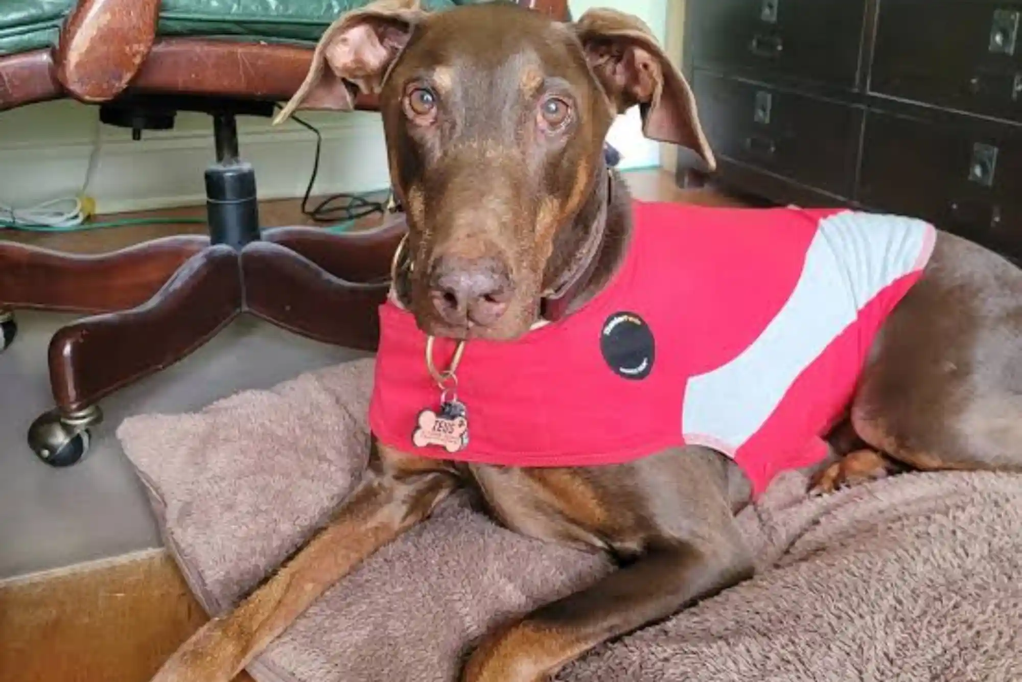 How to Desensitize Dogs to Fireworks and Thunderstorms: Sound Therapy & Thundershirts