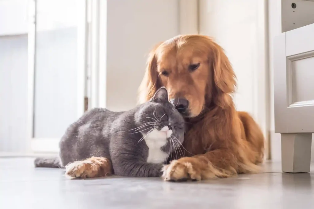 How to Introduce a New Cat to a Dog: Scent Swapping and Visual Barrier Protocols How to Introduce a New Cat to a Dog: Scent Swapping and Visual Barrier Protocols