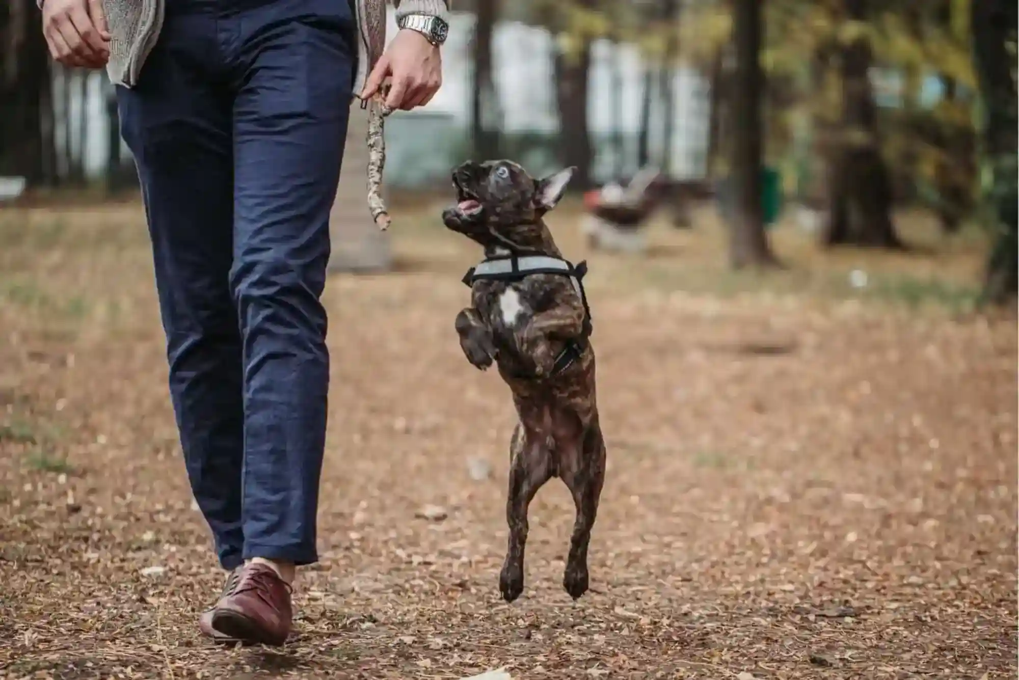 How to Stop a Puppy from Biting Ankles and Pant Legs During Walks