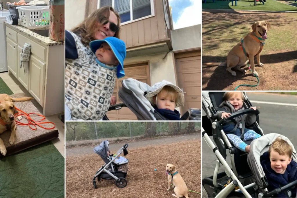 How to Train a Dog to Walk Beside a Stroller Without Pulling or Lunging