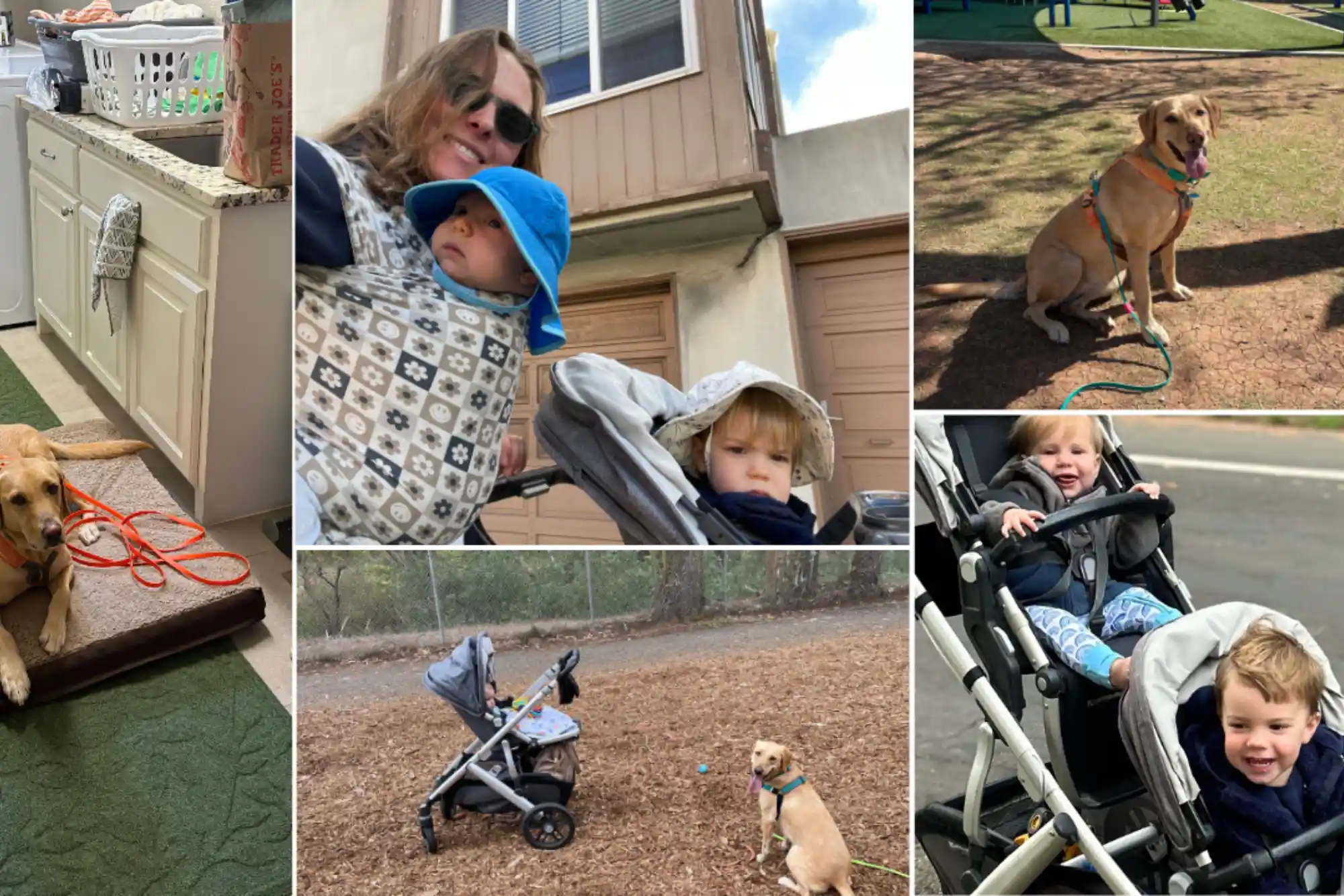 How to Train a Dog to Walk Beside a Stroller Without Pulling or Lunging