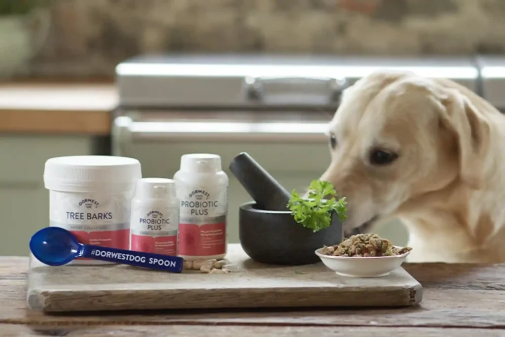 Probiotics for Dogs: Best Strains for Gut Health, Loose Stools, and Antibiotic Recovery Probiotics for Dogs: Best Strains for Gut Health, Loose Stools, and Antibiotic Recovery