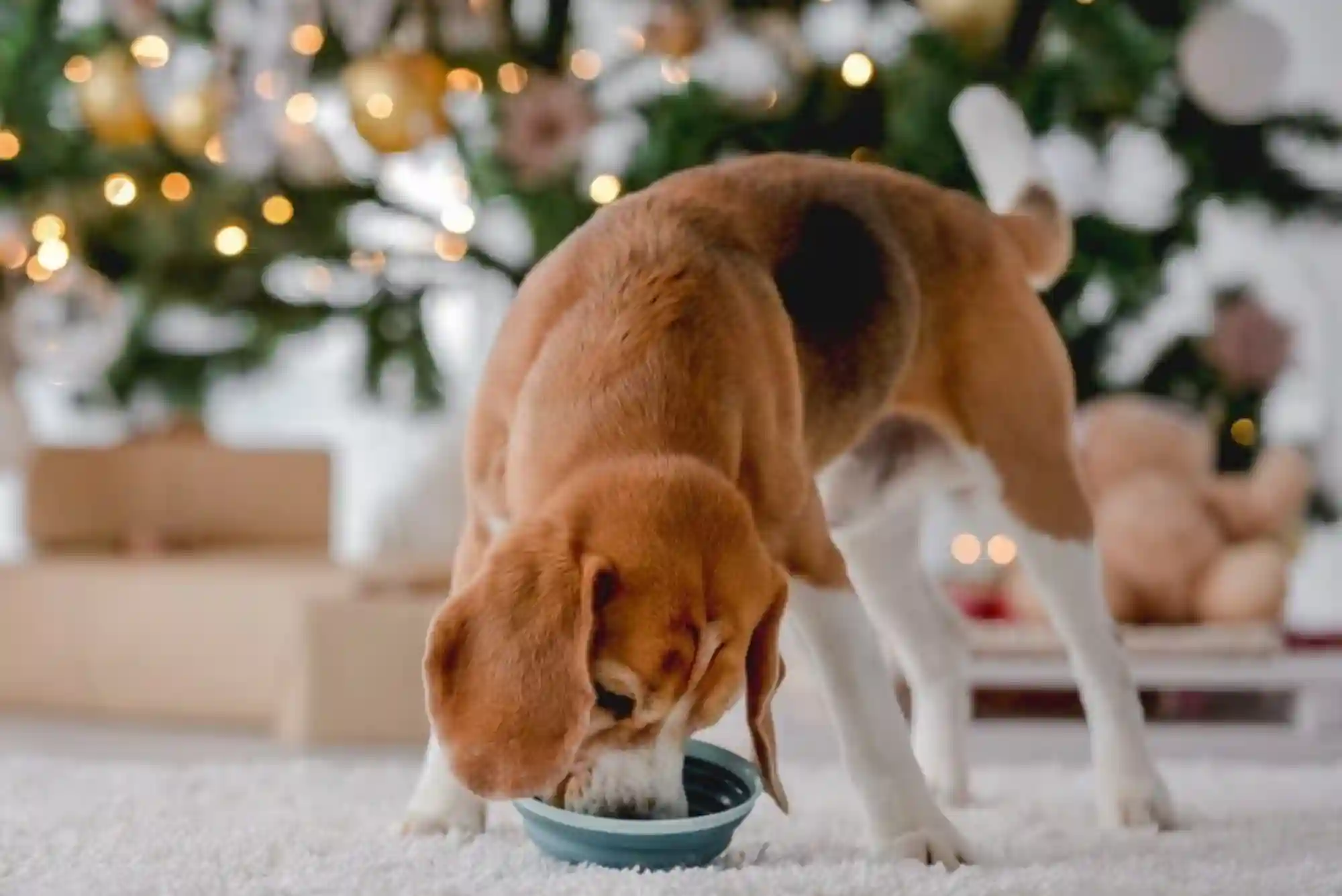 Resource Guarding in Dogs: How to Stop Food and Toy Aggression with Trade Drills